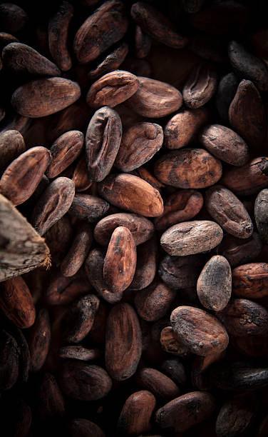 Cocoa Beans